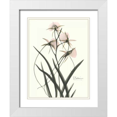 Orchids a Plenty in Pink White Modern Wood Framed Art Print with Double Matting by Koetsier, Albert