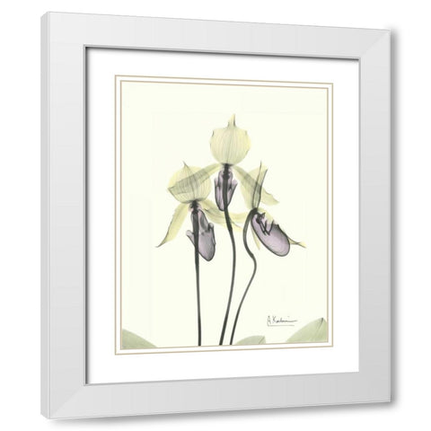 Lovely Orchids White Modern Wood Framed Art Print with Double Matting by Koetsier, Albert