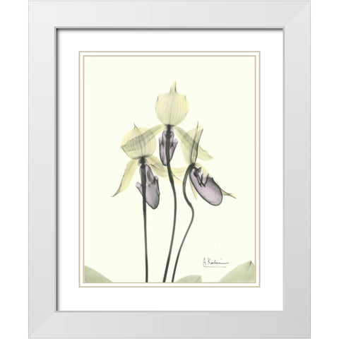 Lovely Orchids White Modern Wood Framed Art Print with Double Matting by Koetsier, Albert