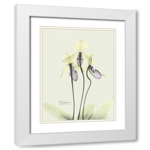 Lovely Orchids 3 White Modern Wood Framed Art Print with Double Matting by Koetsier, Albert