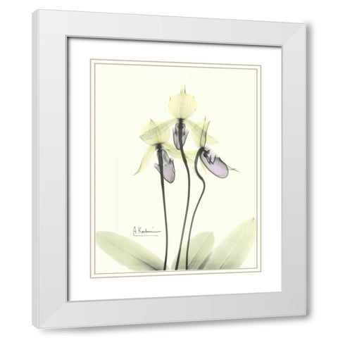 Lovely Orchids 2 White Modern Wood Framed Art Print with Double Matting by Koetsier, Albert