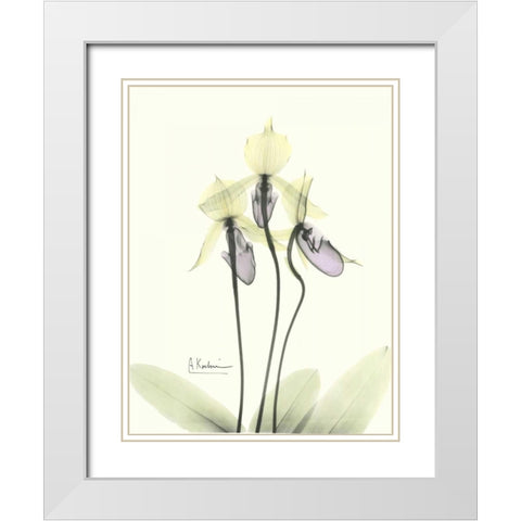 Lovely Orchids 2 White Modern Wood Framed Art Print with Double Matting by Koetsier, Albert