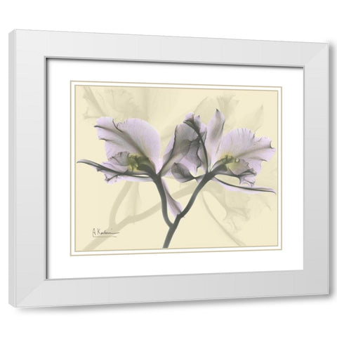 Beautiful Orchid in Purple on Beige White Modern Wood Framed Art Print with Double Matting by Koetsier, Albert