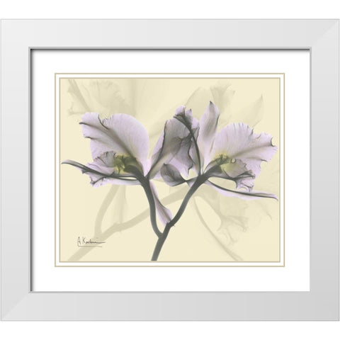 Beautiful Orchid in Purple on Beige White Modern Wood Framed Art Print with Double Matting by Koetsier, Albert