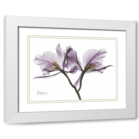 Beautiful Orchid in Purple 2 White Modern Wood Framed Art Print with Double Matting by Koetsier, Albert