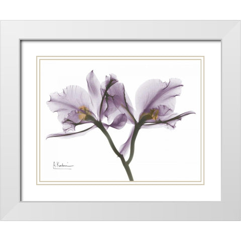 Beautiful Orchid in Purple 2 White Modern Wood Framed Art Print with Double Matting by Koetsier, Albert