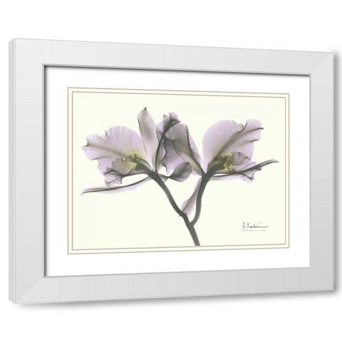 Beautiful Orchid in Purple White Modern Wood Framed Art Print with Double Matting by Koetsier, Albert