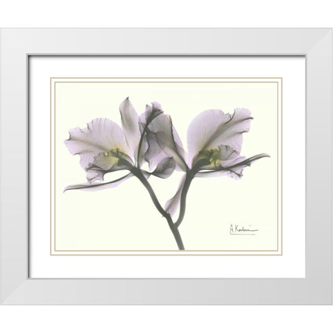 Beautiful Orchid in Purple White Modern Wood Framed Art Print with Double Matting by Koetsier, Albert