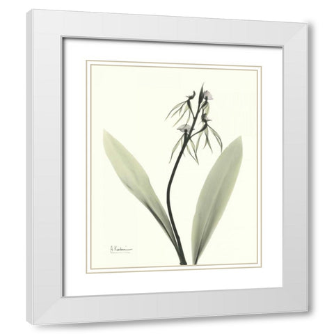 Single Orchid White Modern Wood Framed Art Print with Double Matting by Koetsier, Albert
