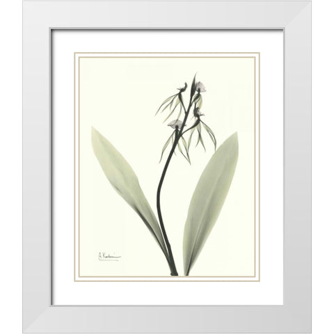 Single Orchid White Modern Wood Framed Art Print with Double Matting by Koetsier, Albert