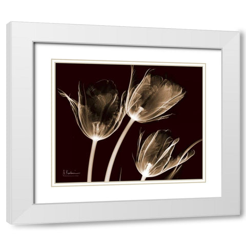 Tulips Brown on Red White Modern Wood Framed Art Print with Double Matting by Koetsier, Albert