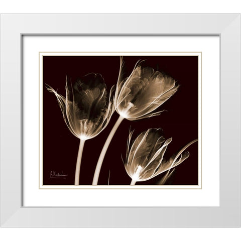 Tulips Brown on Red White Modern Wood Framed Art Print with Double Matting by Koetsier, Albert