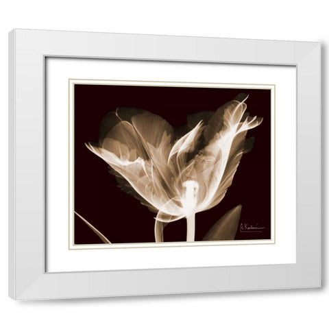 Single Tulip Brown on Red White Modern Wood Framed Art Print with Double Matting by Koetsier, Albert