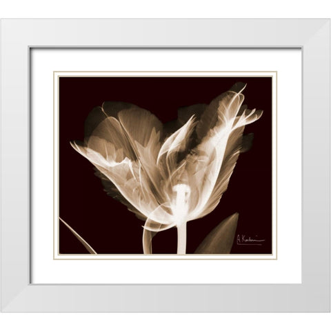 Single Tulip Brown on Red White Modern Wood Framed Art Print with Double Matting by Koetsier, Albert