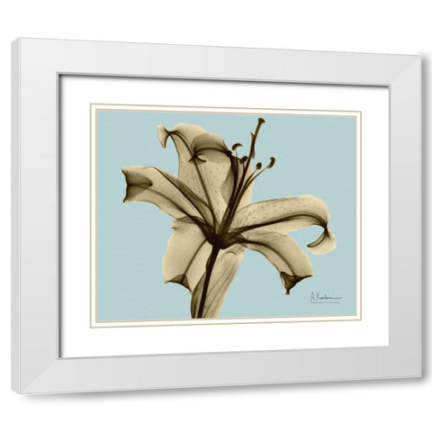 Single Lily Brown on Blue White Modern Wood Framed Art Print with Double Matting by Koetsier, Albert