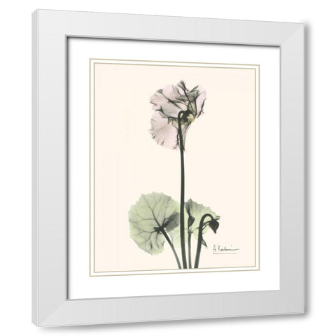 Single Cyclamen White Modern Wood Framed Art Print with Double Matting by Koetsier, Albert