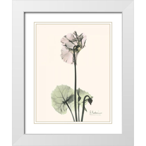 Single Cyclamen White Modern Wood Framed Art Print with Double Matting by Koetsier, Albert