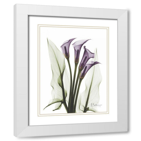 Calla Lily Quad in Color White Modern Wood Framed Art Print with Double Matting by Koetsier, Albert