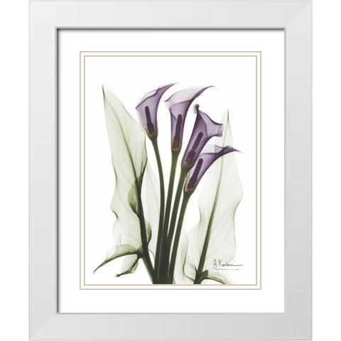 Calla Lily Quad in Color White Modern Wood Framed Art Print with Double Matting by Koetsier, Albert