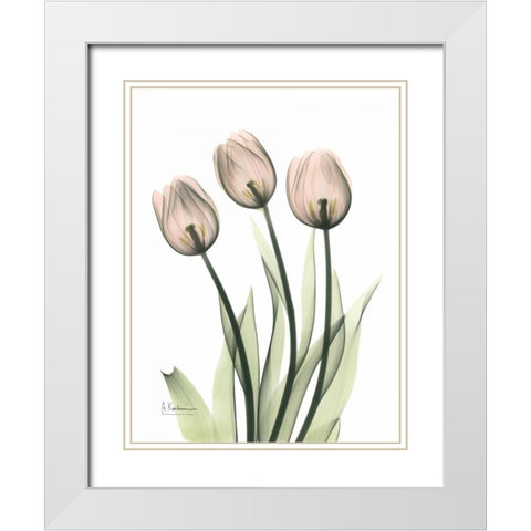 Three Pale Pink Tulips White Modern Wood Framed Art Print with Double Matting by Koetsier, Albert