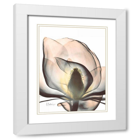 Magnolia Close Up White Modern Wood Framed Art Print with Double Matting by Koetsier, Albert