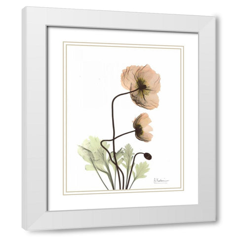 Iceland Poppy in Color White Modern Wood Framed Art Print with Double Matting by Koetsier, Albert