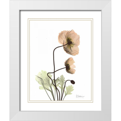 Iceland Poppy in Color White Modern Wood Framed Art Print with Double Matting by Koetsier, Albert