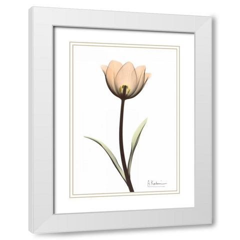 Tulip in Full Color White Modern Wood Framed Art Print with Double Matting by Koetsier, Albert