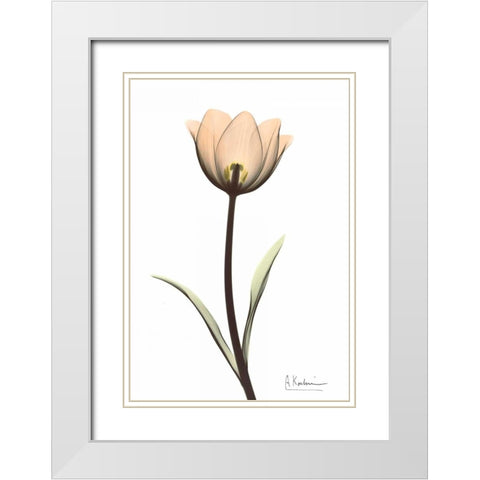 Tulip in Full Color White Modern Wood Framed Art Print with Double Matting by Koetsier, Albert