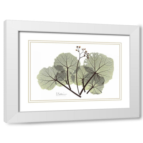 Begonia in Green White Modern Wood Framed Art Print with Double Matting by Koetsier, Albert