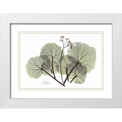 Begonia in Green White Modern Wood Framed Art Print with Double Matting by Koetsier, Albert