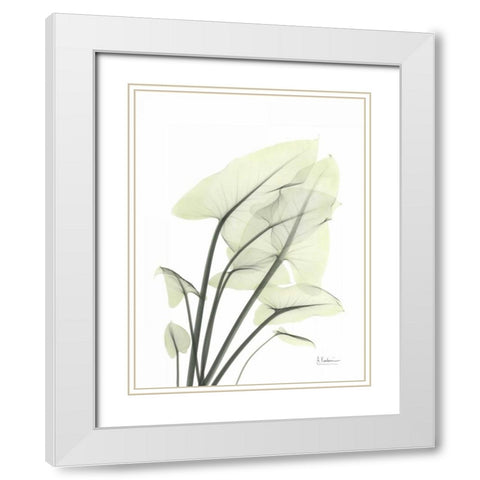 Calla Leaf In Green White Modern Wood Framed Art Print with Double Matting by Koetsier, Albert