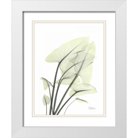 Calla Leaf In Green White Modern Wood Framed Art Print with Double Matting by Koetsier, Albert