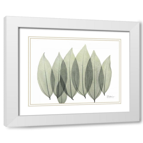 Coculus Leaf In Green White Modern Wood Framed Art Print with Double Matting by Koetsier, Albert