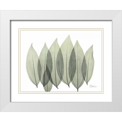 Coculus Leaf In Green White Modern Wood Framed Art Print with Double Matting by Koetsier, Albert