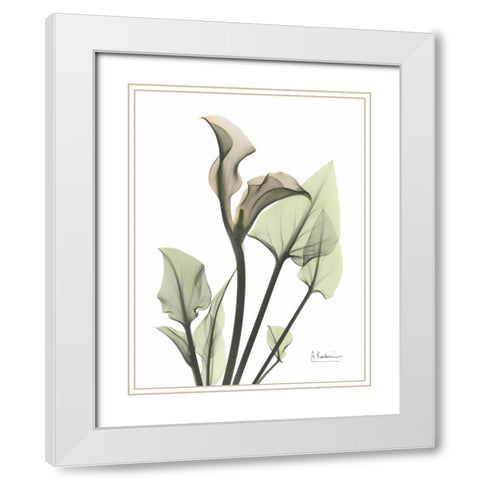 Calla Lily in Green White Modern Wood Framed Art Print with Double Matting by Koetsier, Albert