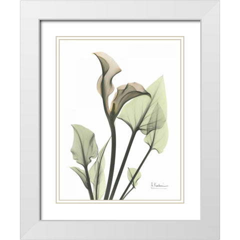 Calla Lily in Green White Modern Wood Framed Art Print with Double Matting by Koetsier, Albert