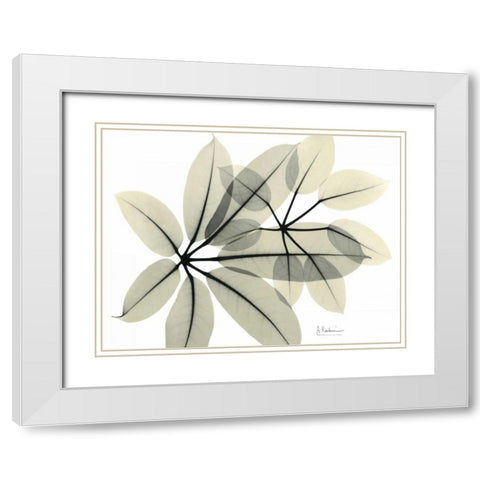 Brassaia  in Green White Modern Wood Framed Art Print with Double Matting by Koetsier, Albert