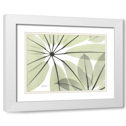 Brassaia Close Up in Green White Modern Wood Framed Art Print with Double Matting by Koetsier, Albert