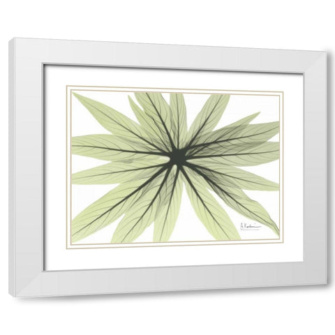 Echium in Green White Modern Wood Framed Art Print with Double Matting by Koetsier, Albert