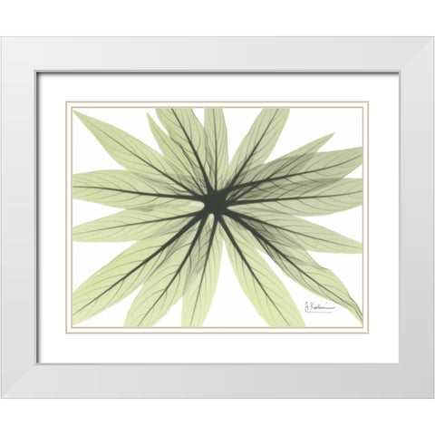 Echium in Green White Modern Wood Framed Art Print with Double Matting by Koetsier, Albert