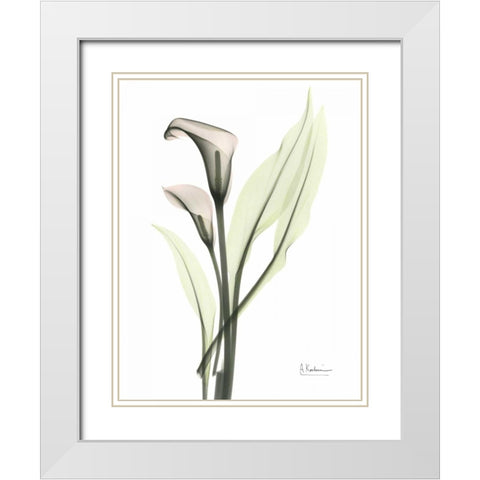 Calla - Marjorie White Modern Wood Framed Art Print with Double Matting by Koetsier, Albert