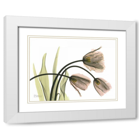 Tulips in the Wild White Modern Wood Framed Art Print with Double Matting by Koetsier, Albert