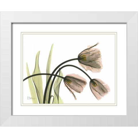Tulips in the Wild White Modern Wood Framed Art Print with Double Matting by Koetsier, Albert