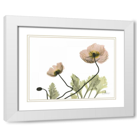 Amandas Iceland Poppies White Modern Wood Framed Art Print with Double Matting by Koetsier, Albert