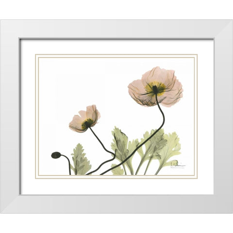 Amandas Iceland Poppies White Modern Wood Framed Art Print with Double Matting by Koetsier, Albert