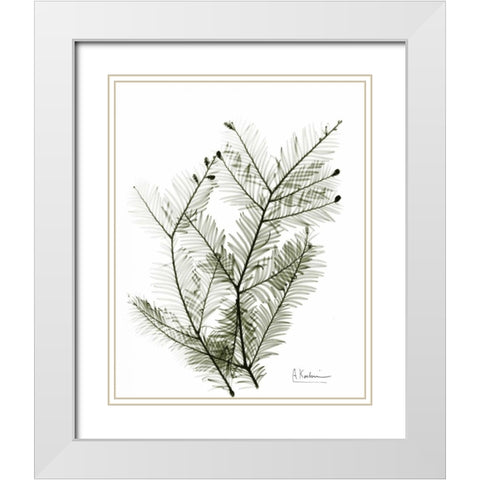 Evergreen in Green White Modern Wood Framed Art Print with Double Matting by Koetsier, Albert