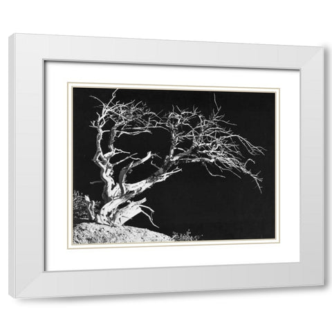 Bodi Tree White Modern Wood Framed Art Print with Double Matting by Koetsier, Albert