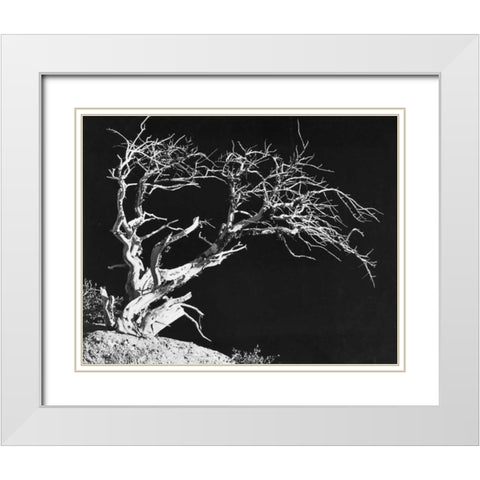 Bodi Tree White Modern Wood Framed Art Print with Double Matting by Koetsier, Albert