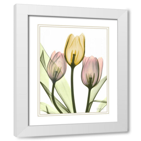 Gentle Tulips White Modern Wood Framed Art Print with Double Matting by Koetsier, Albert